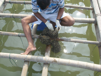 Mussels and oysters from Lau Fu Shan aquaculture area, Hong Kong. (Photo courtesy: Vengatesen Thiyagarajan, The Swire Institute of Marine Science, The University of Hong Kong).”